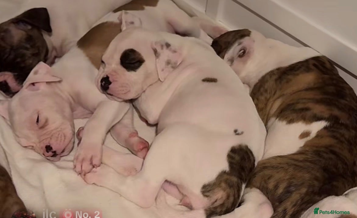 American Bulldog dogs Ready NEBBR papered American bulldog puppies  - Advert 4