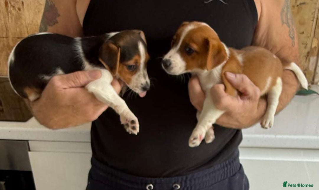 Jack Russell dogs for sale: Full breed jack Russell puppies for sale - Image 10