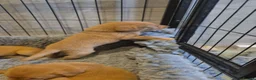 Labrador Retriever dogs for sale: Health Tested KC FoxRed Working Labrador Puppies  - Advert 11