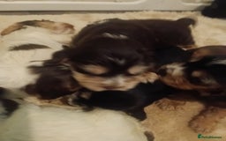 Cocker Spaniel dogs for sale: Show cocker spaniel  - Image 13
