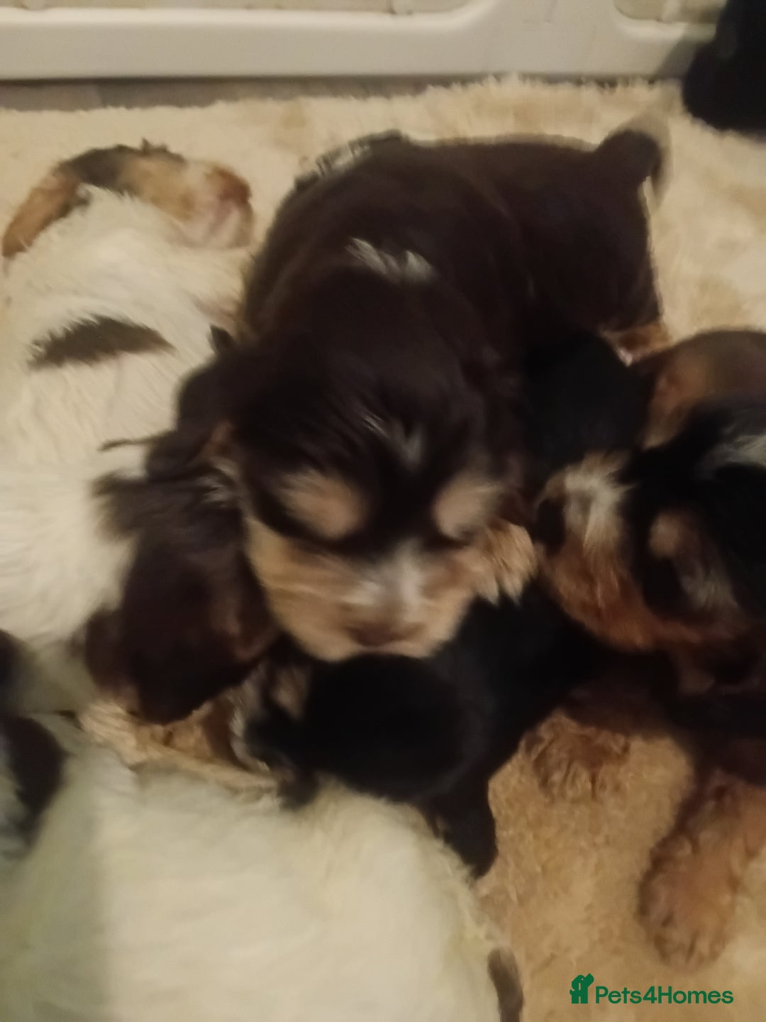 Cocker Spaniel dogs for sale: Show cocker spaniel  - Image 13