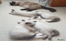 Ragdoll cats for sale: 4 beautiful ragdoll kittens for sale - Oxford - Image 13