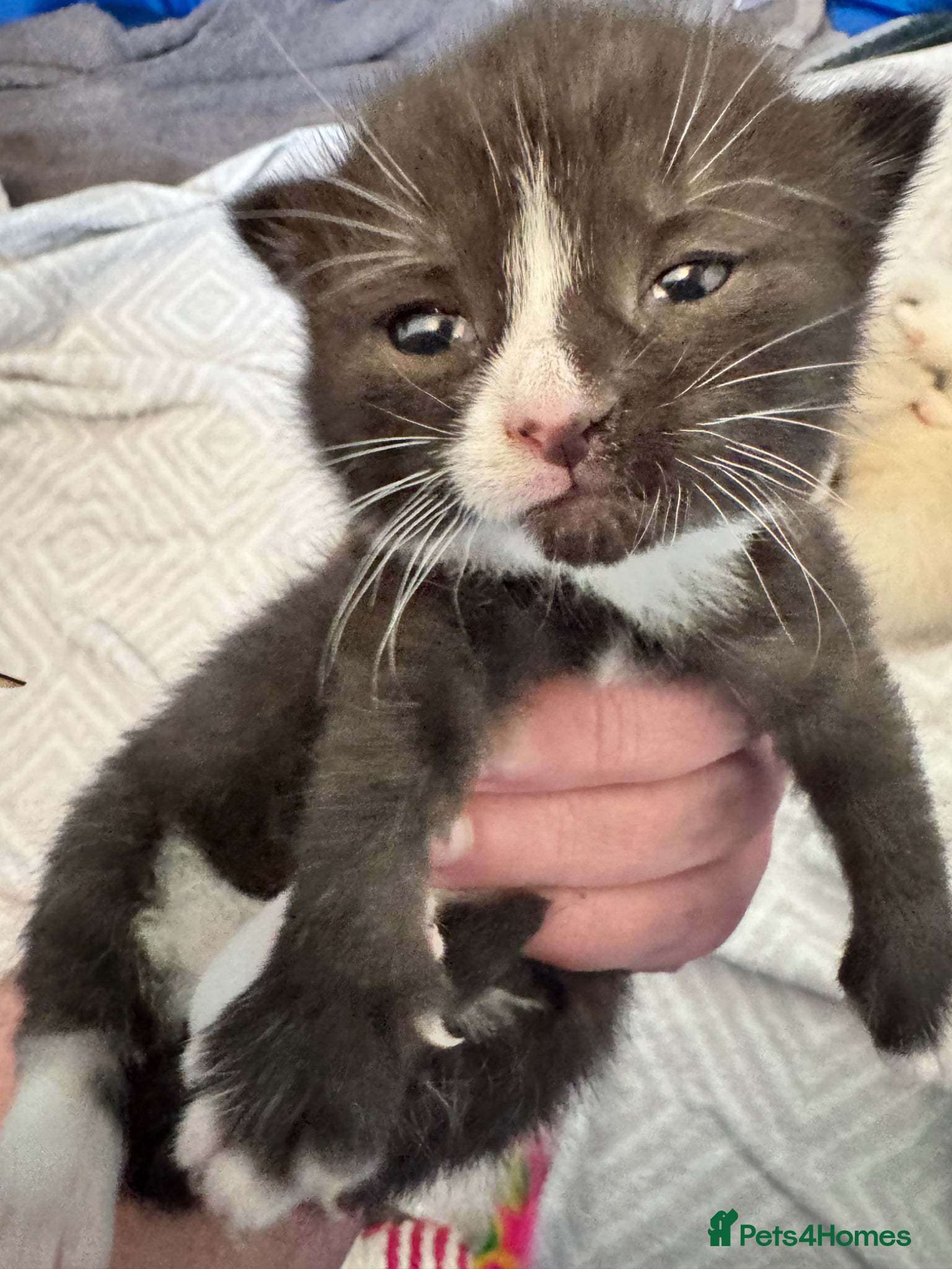 Siamese cats Siamese stunners  - Advert 2