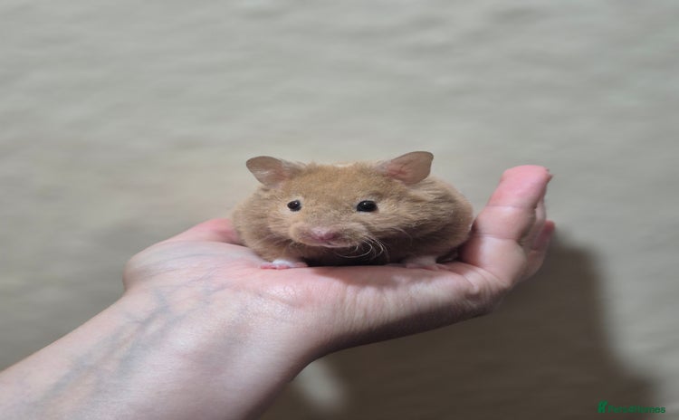 Hamster rodents - Advert 15