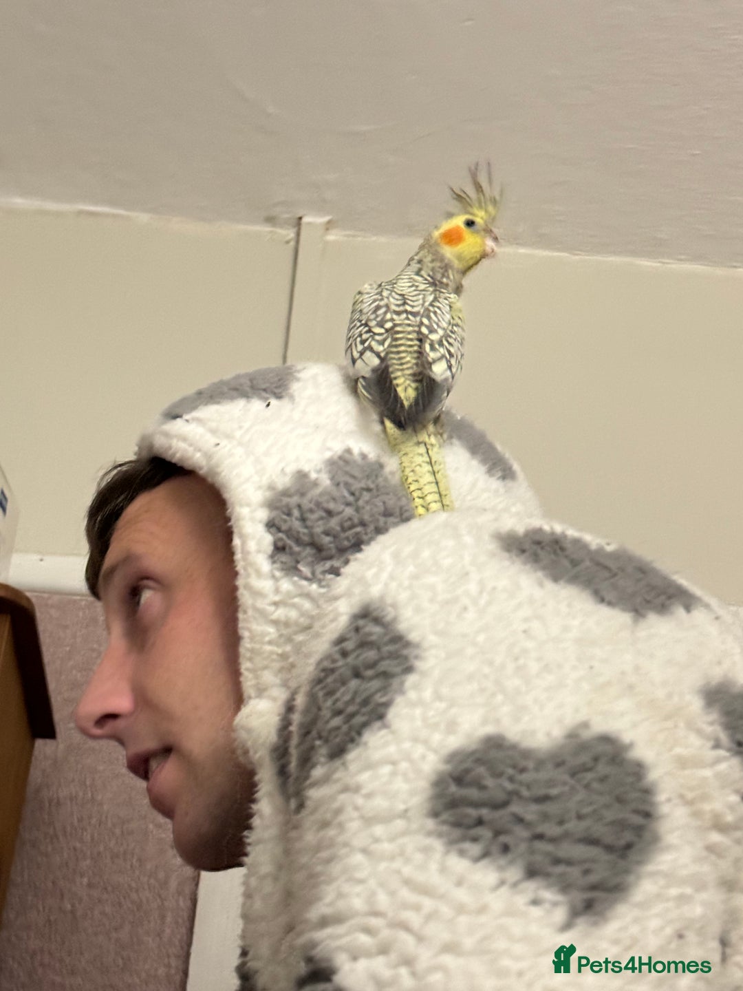 Cockatiels birds for sale: Male cockatiel - Advert 5