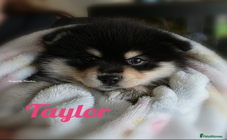 Pomsky dogs - Advert 1