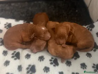 Cockapoo dogs ** LAST GIRL **❤️TOY DEEP RED COCKAPOOS❤️ - Advert 1