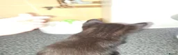 Mixed Breed cats for sale: Kittens looking for forever home in Stowmarket - Advert 11
