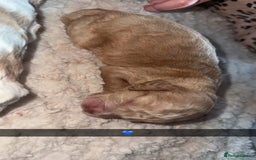 Cocker Spaniel dogs for sale: 7 beautiful cocker spaniel puppies 🩷💙 - Advert 23