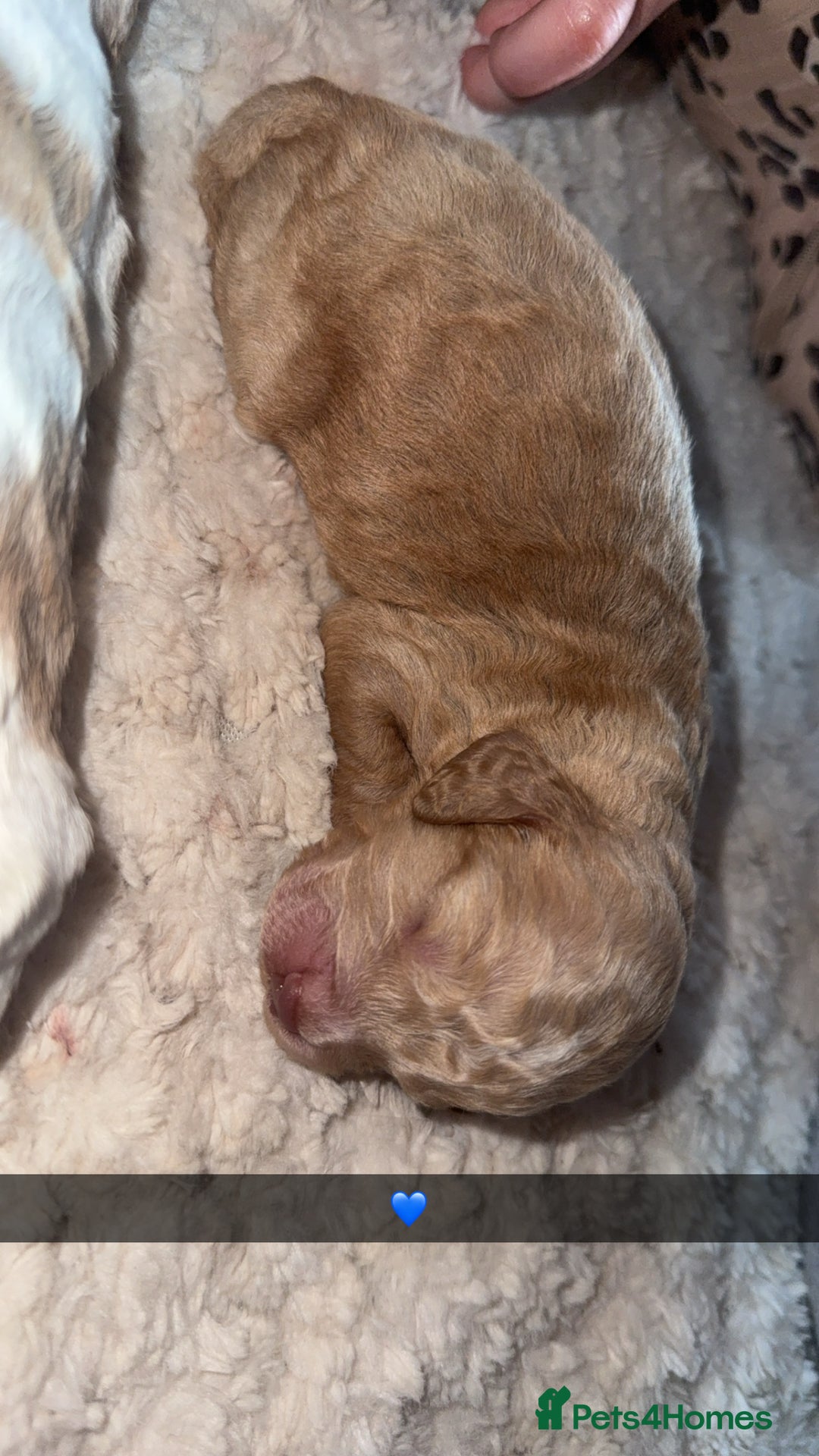 Cocker Spaniel dogs for sale: 7 beautiful cocker spaniel puppies 🩷💙 - Advert 23