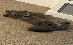 British Longhair cats for sale: Maeve - Image 2