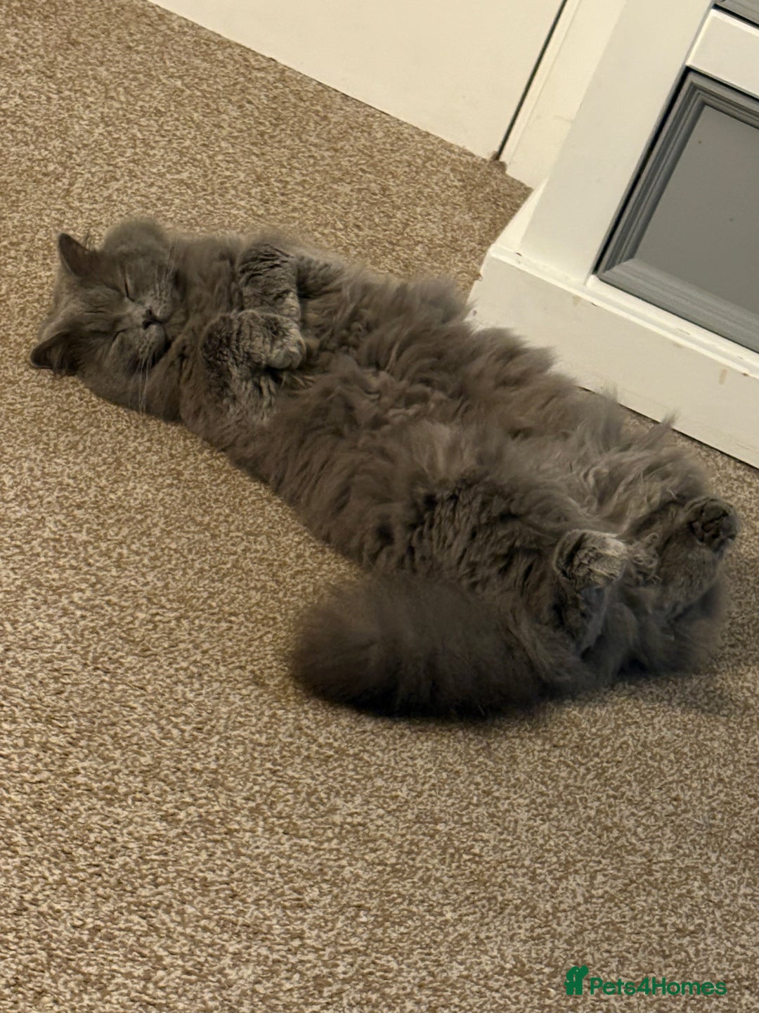 British Longhair cats for sale: Maeve - Image 2