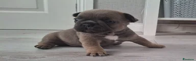 French Bulldog 5