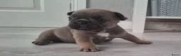 French Bulldog dogs for sale: French bulldog pups (kc reg ) - Advert 9