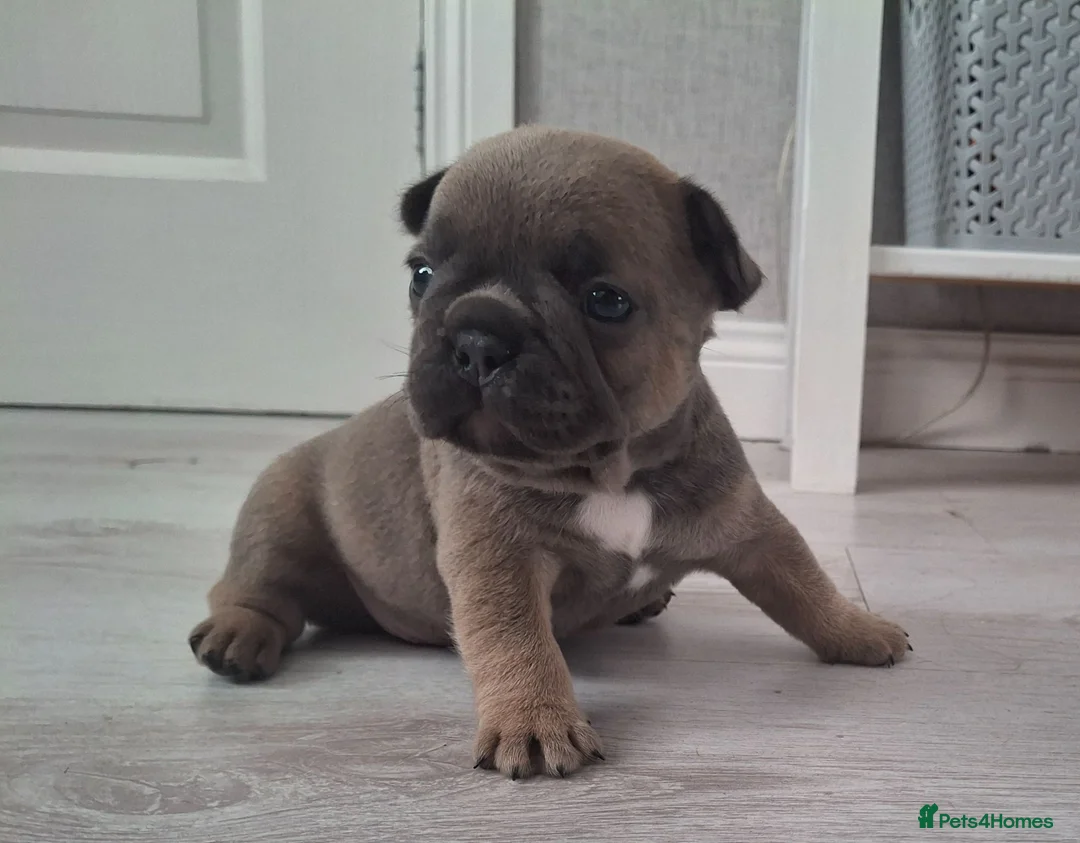 French Bulldog dogs for sale: French bulldog pups (kc reg ) - Advert 9