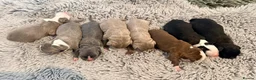 Boston Terrier dogs for sale: Boston X Puppies for sale  - Advert 22