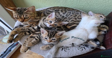 Bengal cats - Advert 2