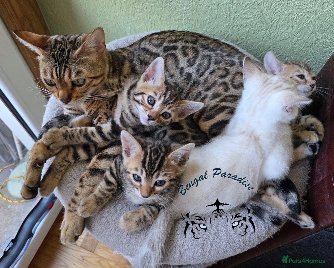 Bengal cats for sale: BENGALPARADISE KITTENS  - Image 2