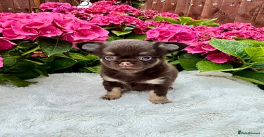 Chihuahua dogs - Advert 4