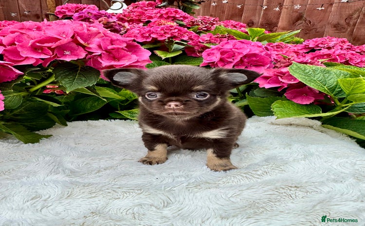 Chihuahua dogs - Advert 1