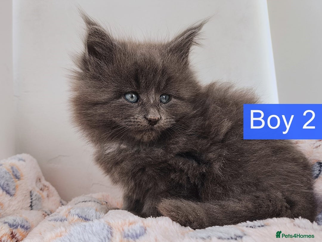 Maine Coon cats for sale: Blue Maine coon kittens + DNA health tested  - Advert 24