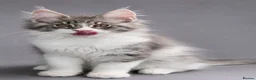 Maine Coon cats for sale: Registered Maine Coon Kittens.  - Advert 3