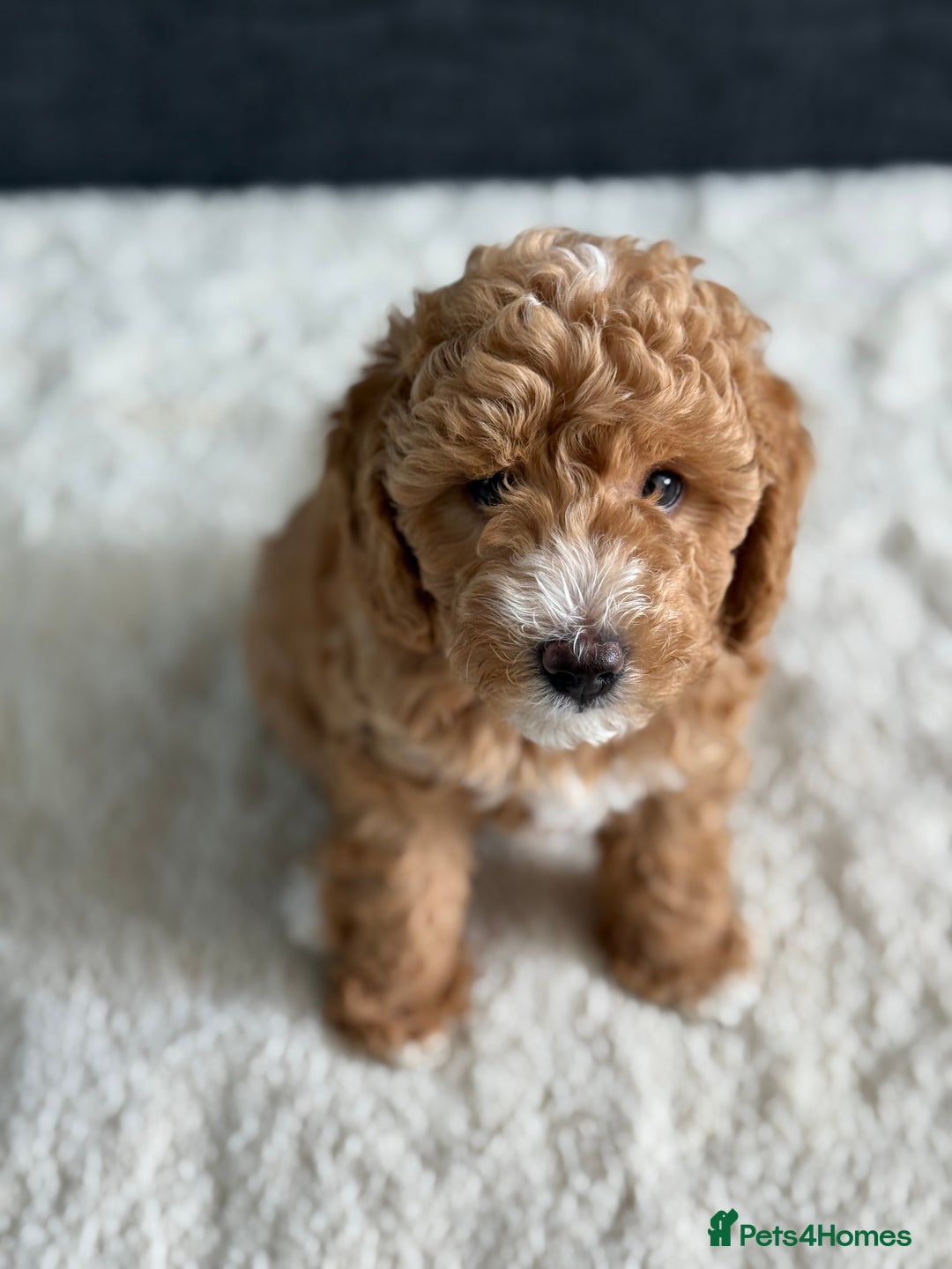 Poochon dogs for sale: 🐾 Adorable Mini Poochon Puppy – Milo 🐾 - Image 2