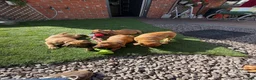 Staffordshire Bull Terrier dogs for sale: last boy ready now champion lines  boys  - Advert 14