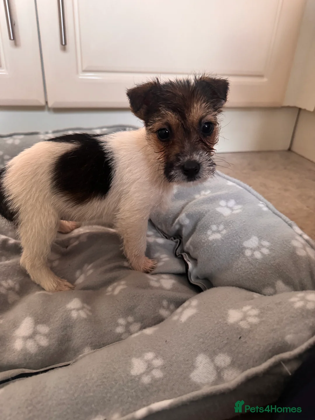 Jack Russell dogs for sale: Jack russels pups  - Advert 2