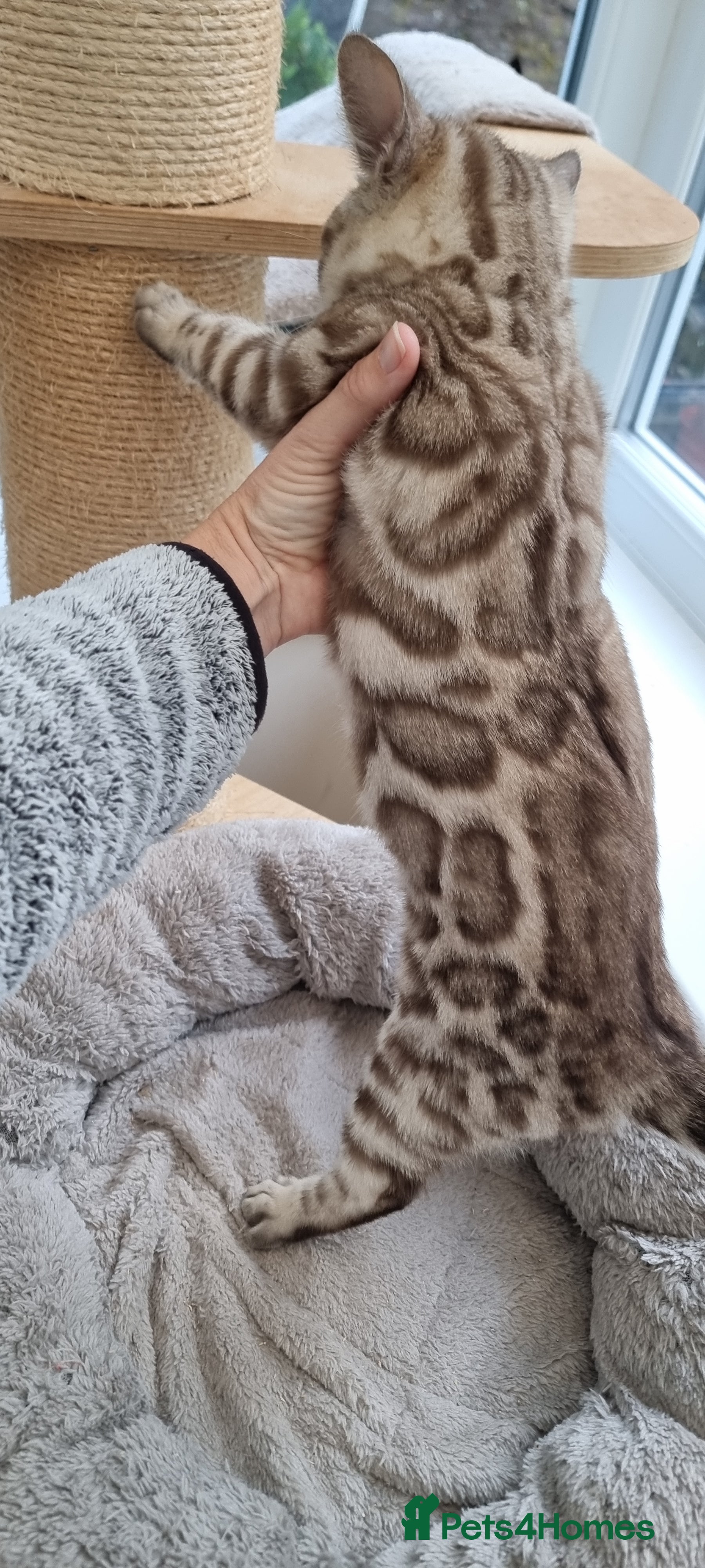 Bengal cats 1 left! TICA Reg Bengal Kittens–Ready NOW! - Advert 4