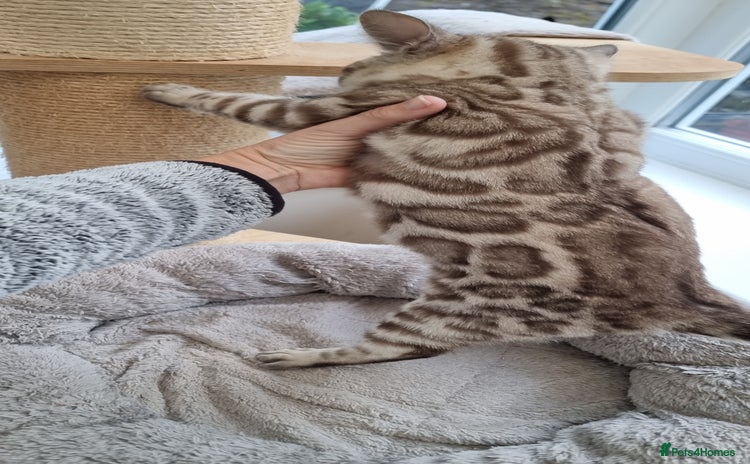 Bengal cats 1 left! TICA Reg Bengal Kittens–Ready NOW! - Advert 2