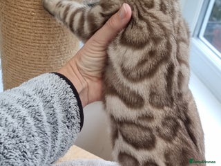 Bengal cats 1 left! TICA Reg Bengal Kittens–Ready NOW! - Advert 2