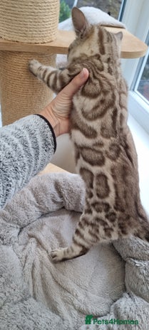 Bengal cats 1 left! TICA Reg Bengal Kittens–Ready NOW! - Advert 2