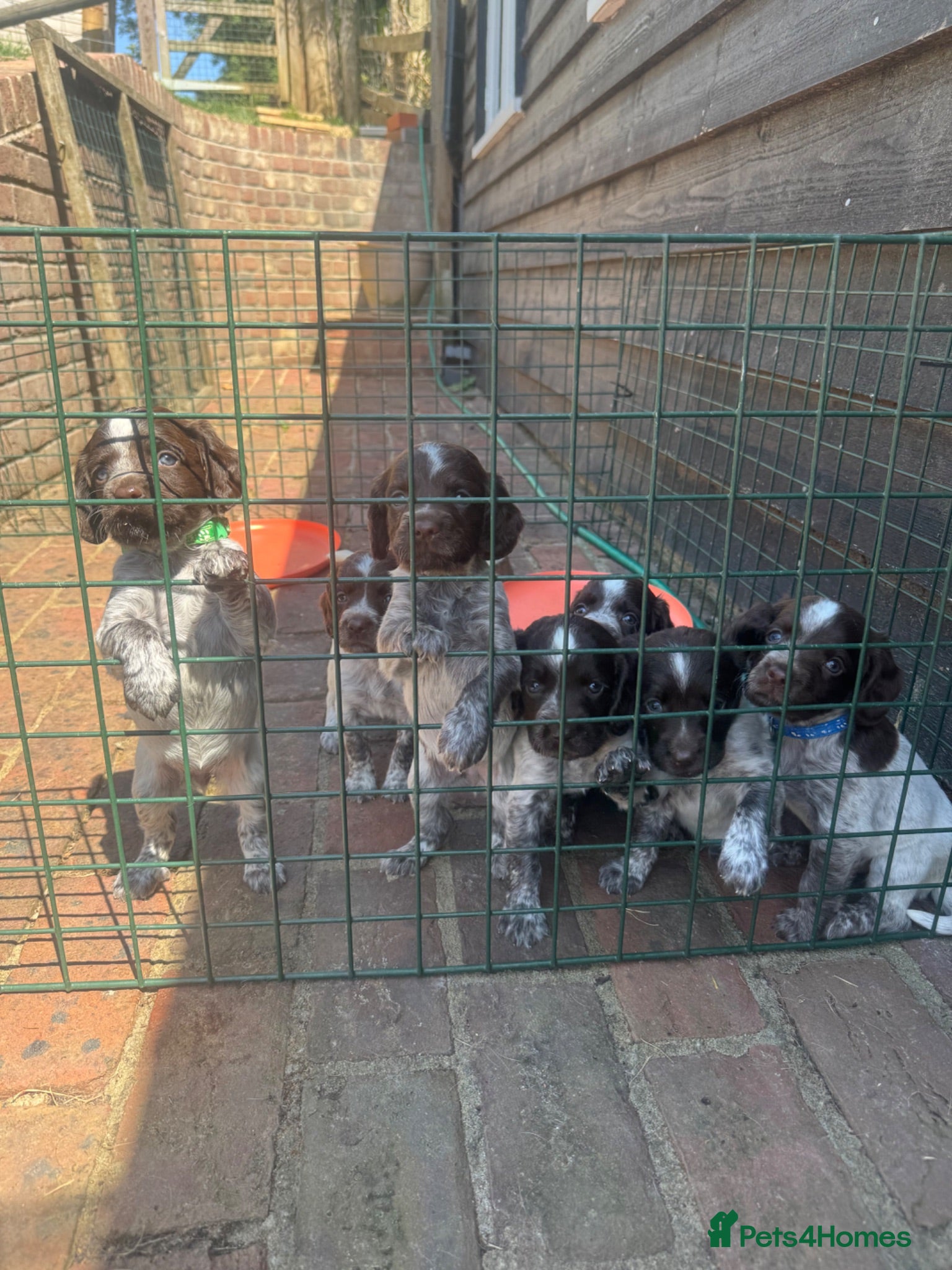 Sprocker dogs Only 2 Stunning Liver & White Spaniel Puppies Left - Advert 4