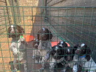 Sprocker dogs Only 2 Stunning Liver & White Spaniel Puppies Left - Advert 4