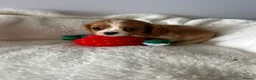 Cavalier King Charles Spaniel dogs for sale: King Charles cavalier spaniel puppies - Advert 2