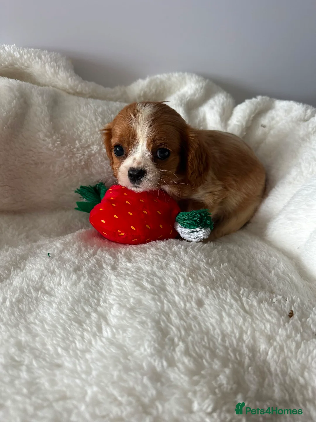 Cavalier King Charles Spaniel dogs for sale: King Charles cavalier spaniel puppies - Advert 2