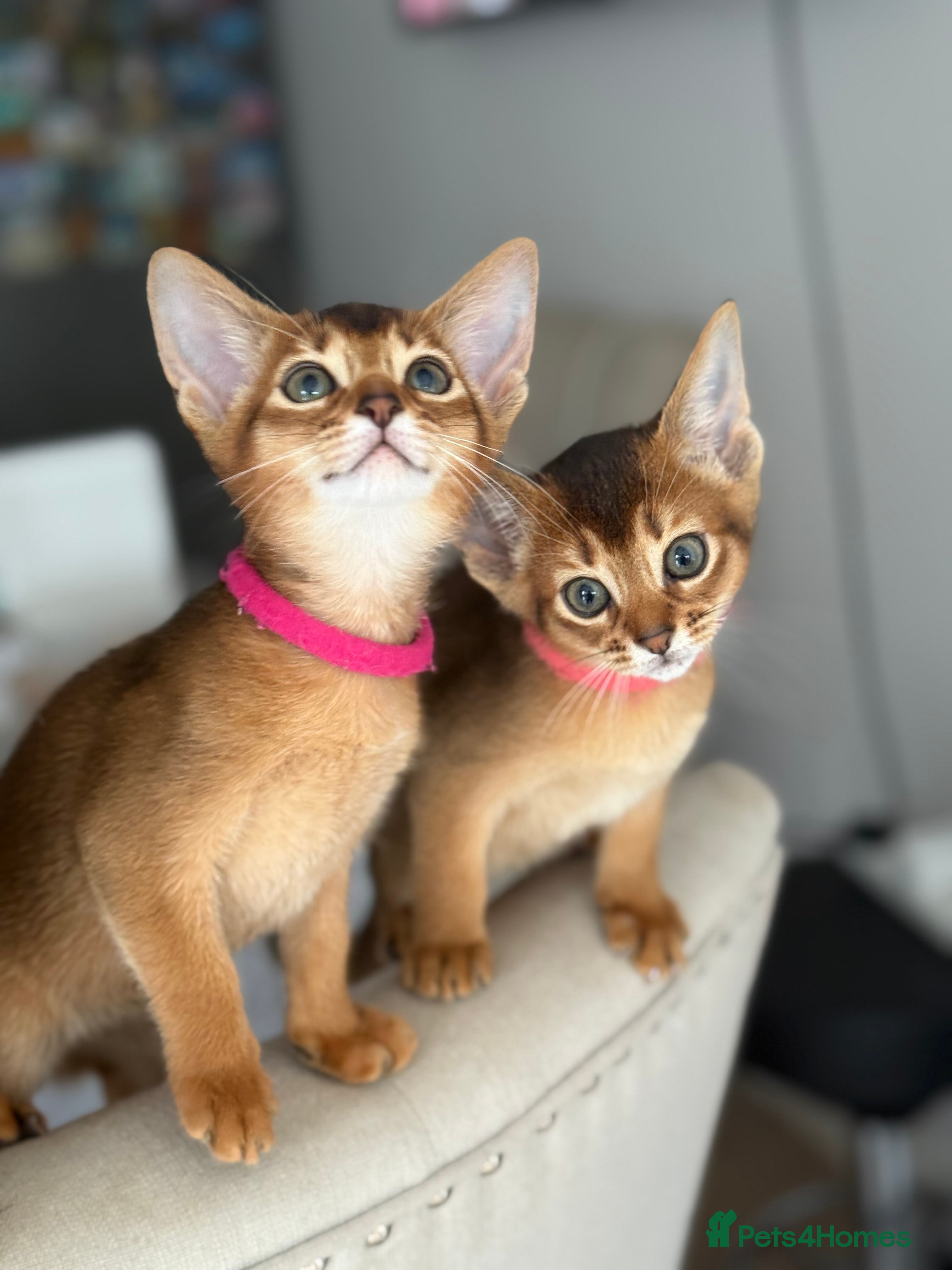Abyssinian cats Champions parents kittens GCCF registered  - Advert 2