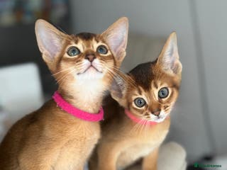 Abyssinian cats Champions parents kittens GCCF registered - Advert 2