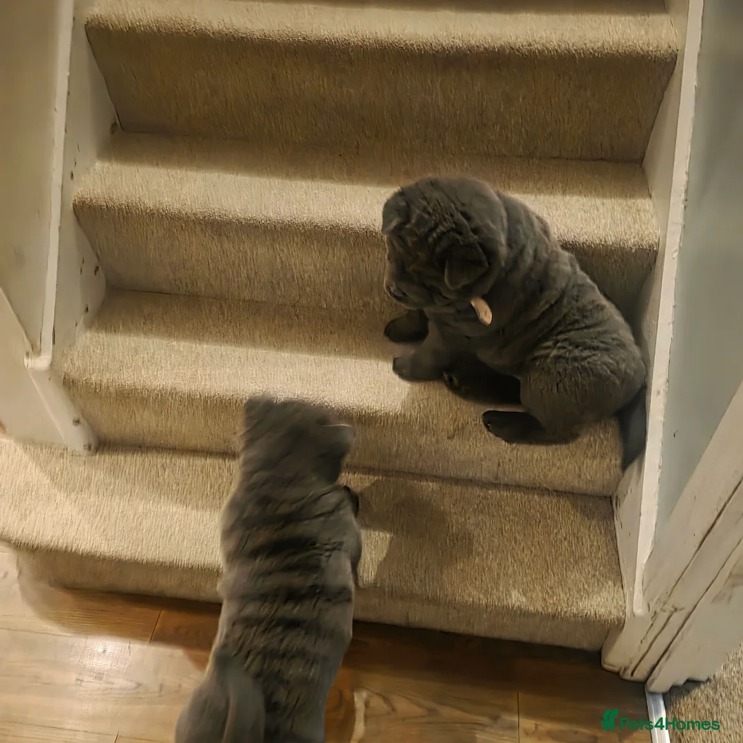 Chow Chow dogs for sale: 1 blue smooth girl left - Advert 2