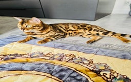 Bengal cats for sale: OUTSTANDING 🤩 Purebred Brown Rosetted Bengal - Image 12