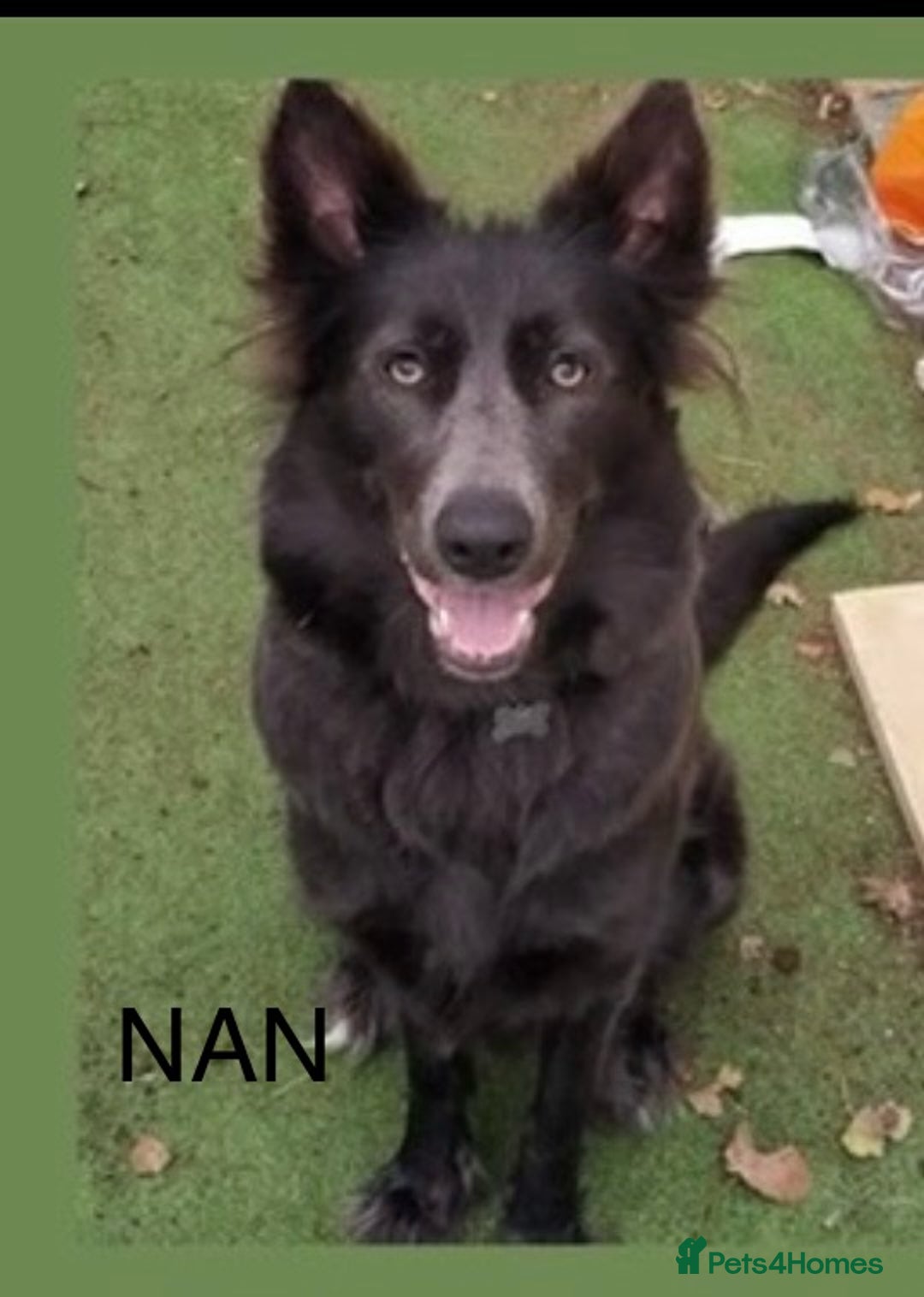 German Shepherd dogs for sale: Straight-topline German Shepherd puppies - Image 22