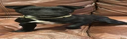 Patterjack dogs for sale: Beautiful patterdale female  - Advert 3