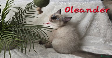 Ragdoll cats - Advert 2