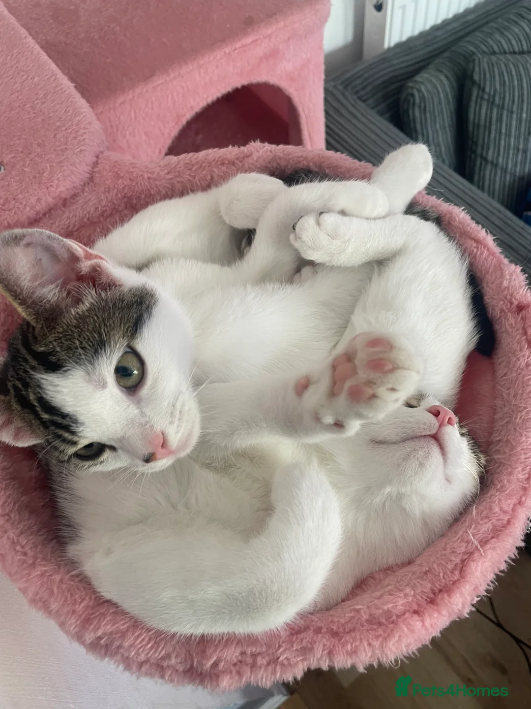 Mixed Breed cats for sale: Two beautiful boy kittens in Watford - Advert 2