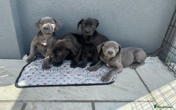 Cane Corso dogs for sale: Cane corso pups  - Image 4