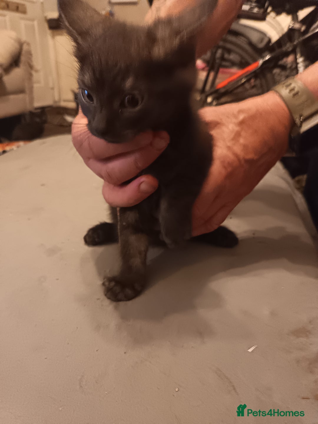 Mixed Breed cats for sale: Kittens - Advert 10