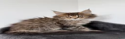 Maine Coon cats for sale: XL Russian Cubs 💚 - Advert 10