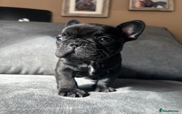 French Bulldog dogs for sale: KC wonderful French Bulldog puppies🐾 - Image 20