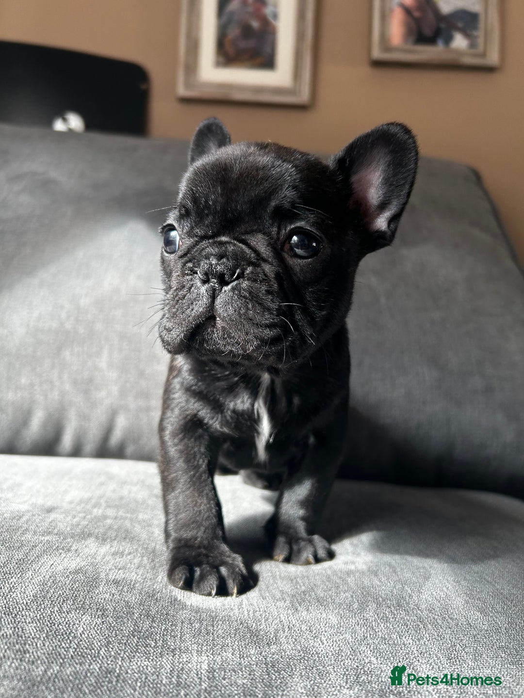 French Bulldog dogs for sale: KC wonderful French Bulldog puppies🐾 - Image 20